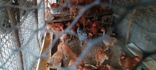 Caipiras rodilan 50 reais a unidade ladeira barreirinhas 