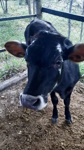Bezerro 
