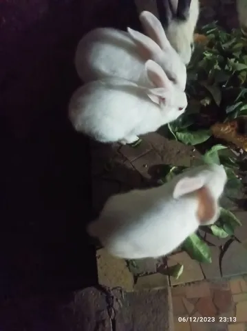 Coelhos macho