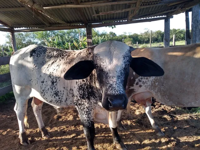 Vendo Toro mestiço, dois anos de idade 