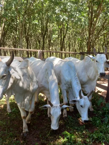 Vacas/matrizes PO nelore