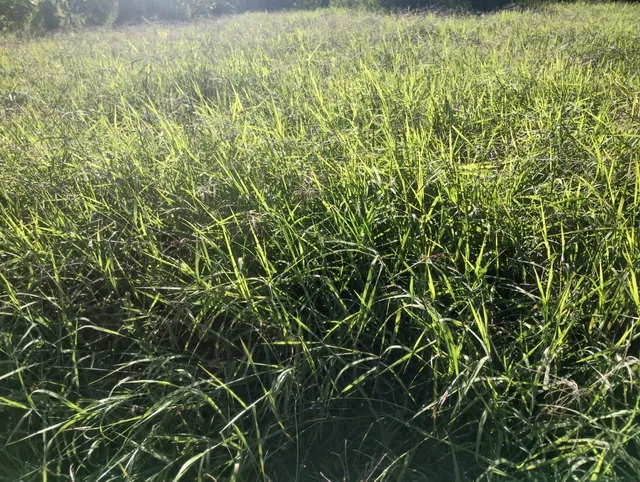 Capim Tifton 85 em Brasília 