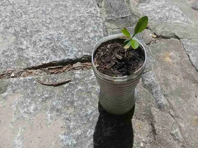 Muda de tangerina poucan