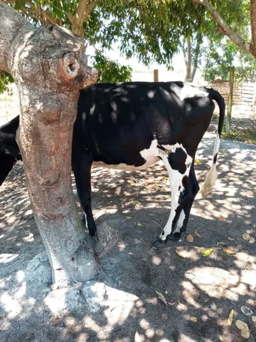 vende se 3 novilhas é um boi reprodutor 