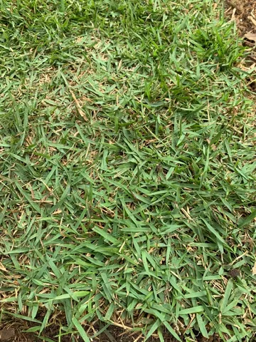 Grama Esmeralda 