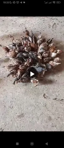 Vendo pintinhos caipira 