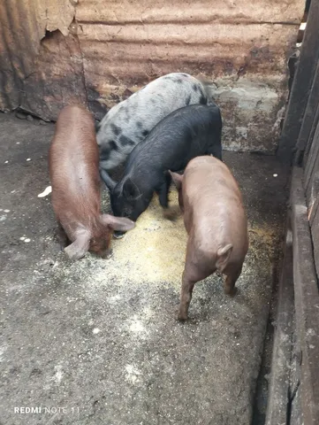 fazenda.Vendo leitões caipiras a 25 reais o kg