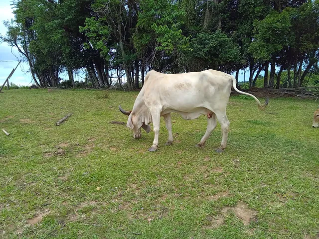 Vaca indubrasil cm gir