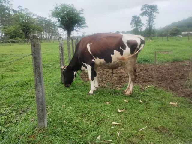 Vaca holandesa 