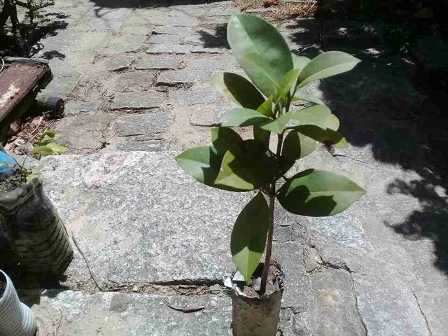 Muda de sapoti
