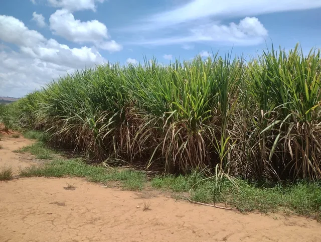 Cana de Açúcar Brasília 
