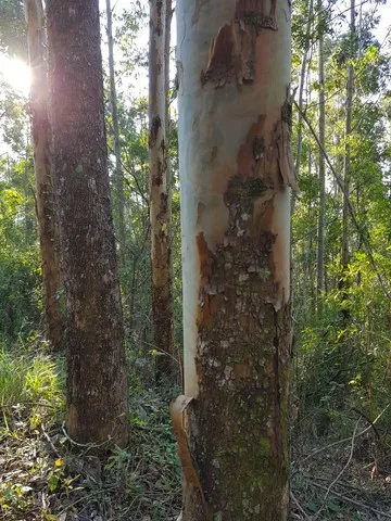 Eucalipto e Pinus