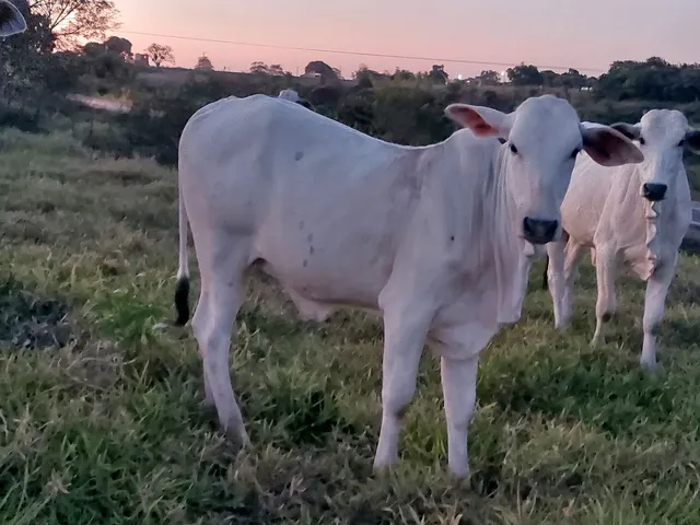 Vaca parida 