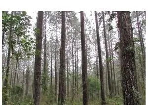 Arrendamento Pinus Ellioti