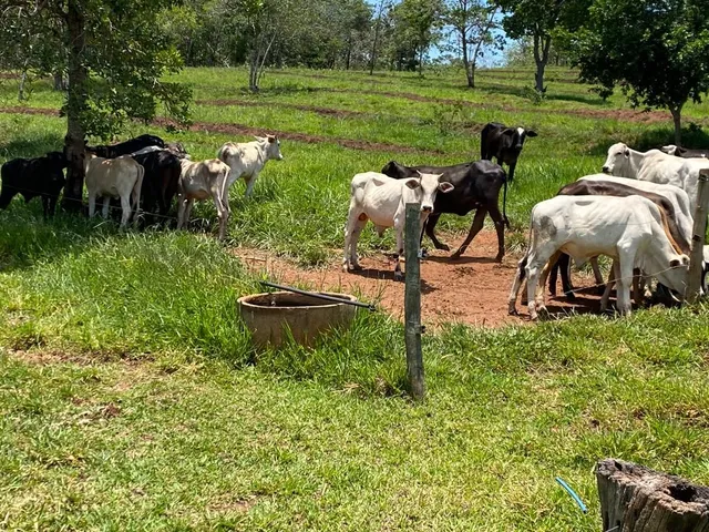 novilha ,bezerros 