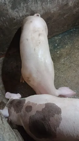 Temos porco de vários tamanhos... Vendemos vivo ou tratado ..