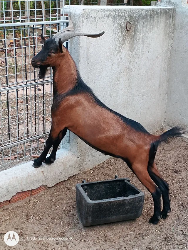 Bode pardo 