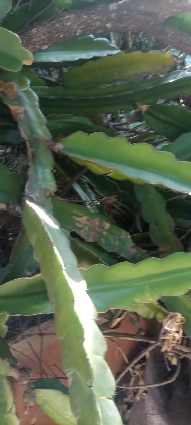Venda de mudas de pitayas 