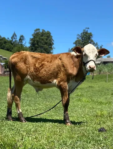 Novilho Braford 