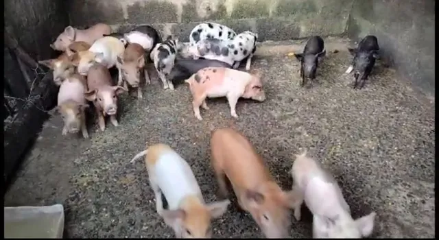 Leitão Caipira, e Porco adulto