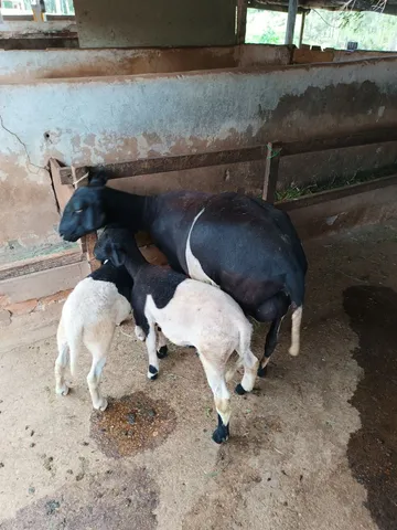 Carneiro 