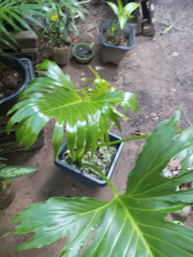 Plantas