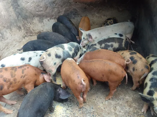 Leitões caipira 