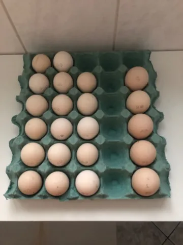 Ovos Top galados Brahma Dark 