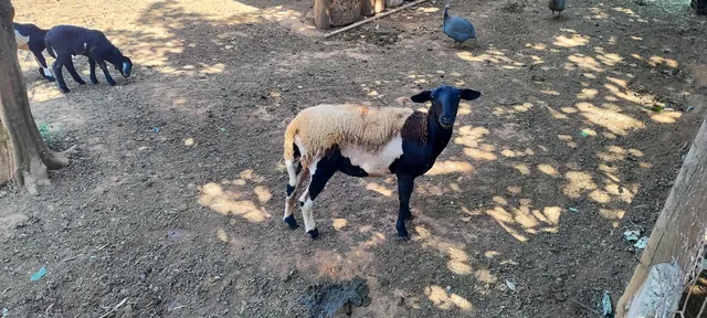 Vendo Ovelha santa Inês doper