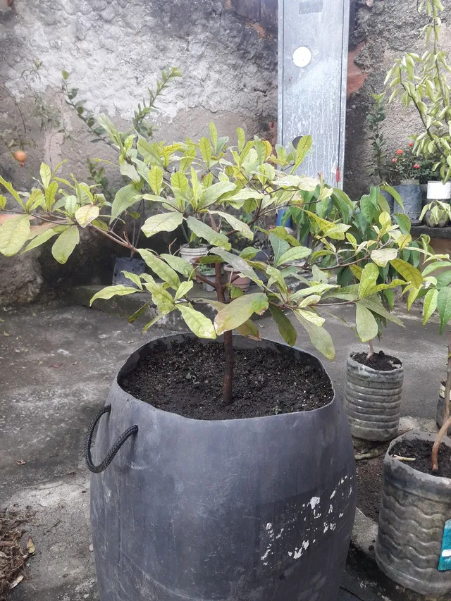 Fruta dos Milagres