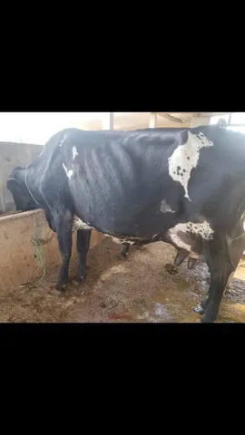 Vaca recém parida 