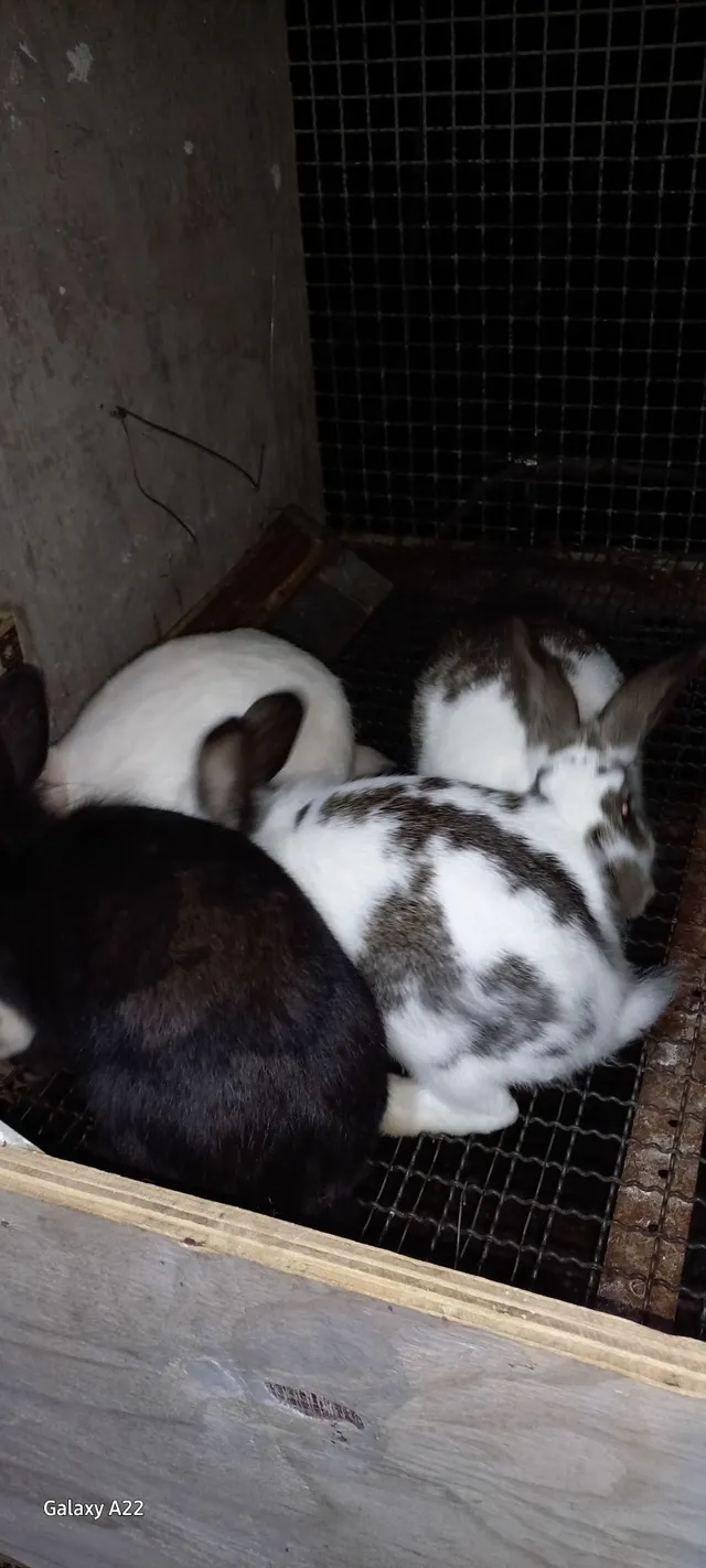 Coelhos 