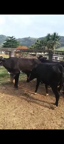Gado top de leite a venda e negócio 