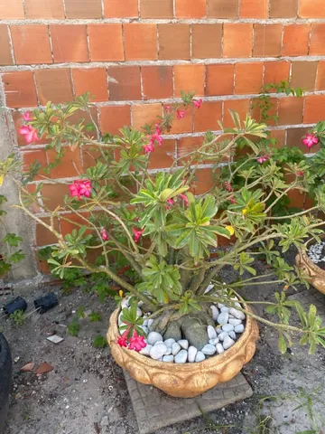 Rosa do Deserto - Grande 300 cada