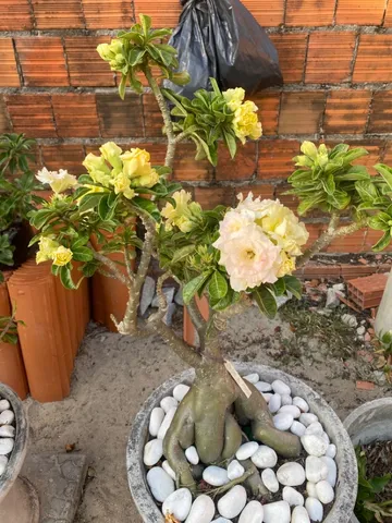 Rosa do Deserto - Grande Bridal Bouquet 420,00
