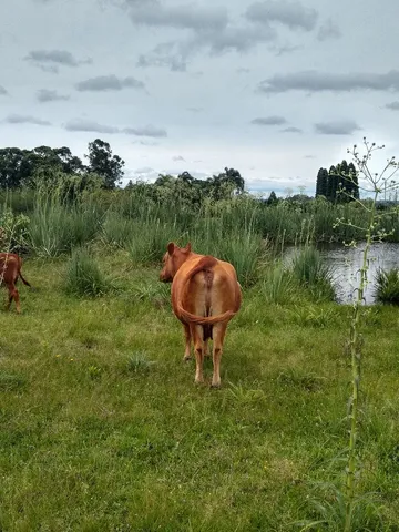 Vaca angus top