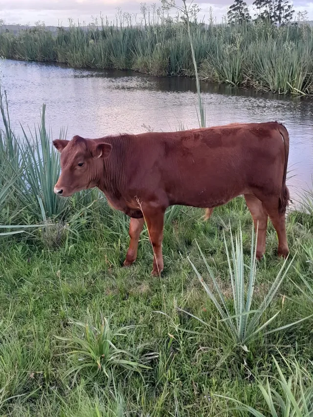 Terneiro angus inteiro 