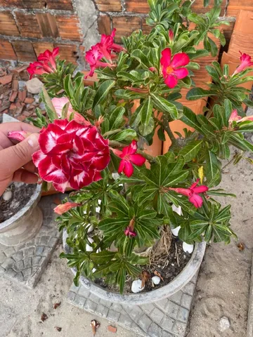 Rosa do Deserto - Grande 350 cada
