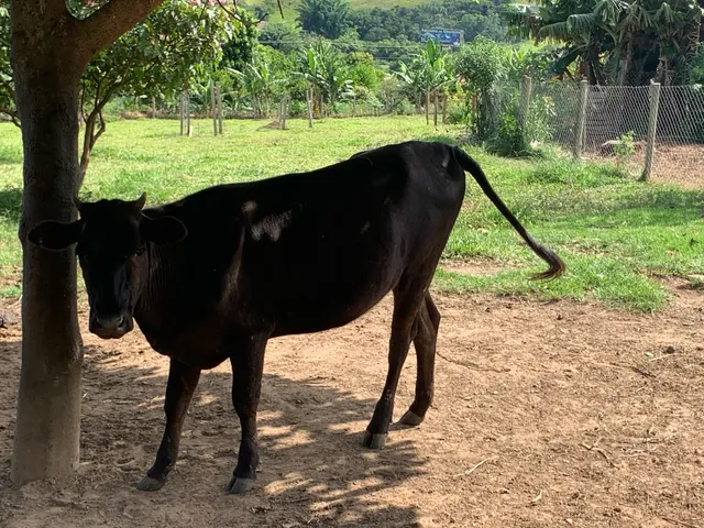 Mini vaca 