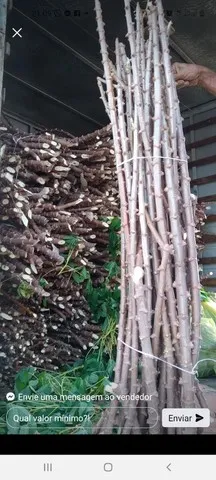 Ramas de mandioca camanducaia 100% aproveitamento 