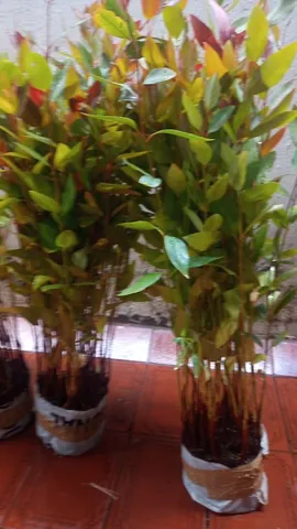 Vendo mudas de eucalipto pellita.