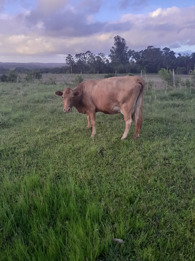 Vaca angus com cria fêmea ao pé. 
