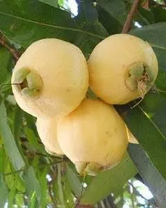 Vendo em Bragança, mudas de jambo amarelo 