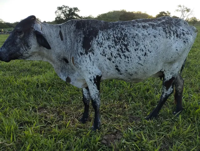 Vacas girolanda 