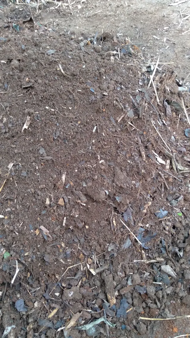 Terra adubada com e paú e esterco