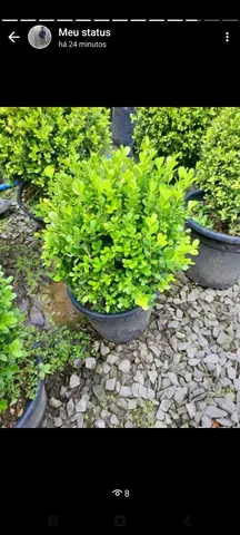 Plantas perto de vocês 