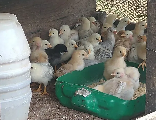 Pintinhos caipira 