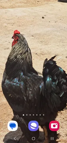 Galo da raça Brahma dark muito bonito 