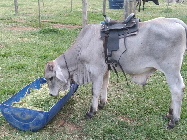 Bezerro Mestiço para Sela 