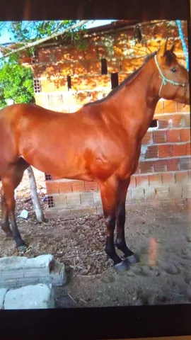 Cavalo P.O